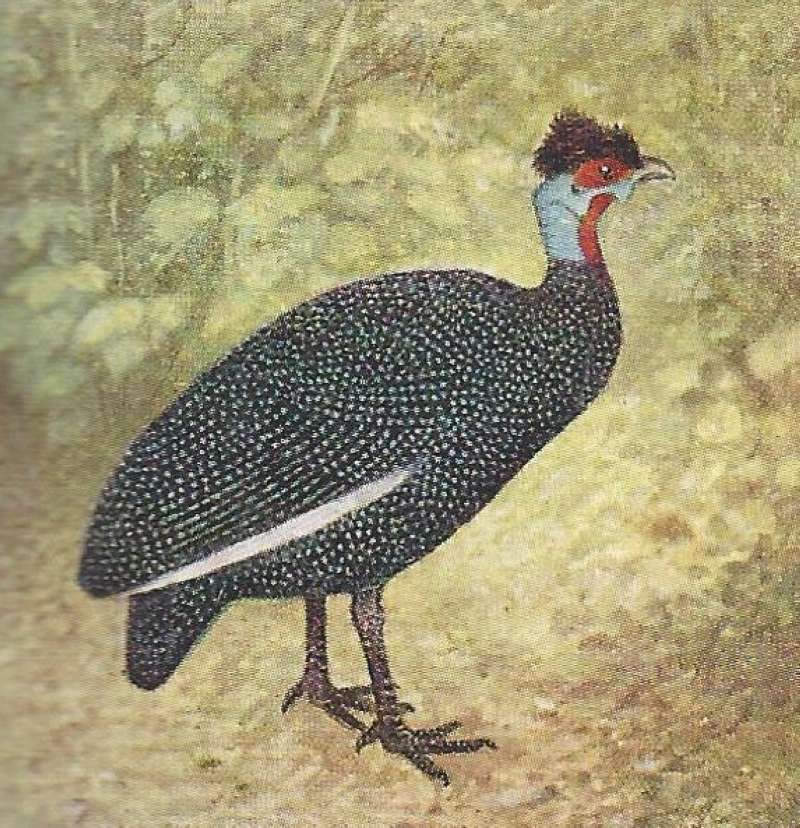 Standing in Brush<br>(Origin of the Specimen: Color Painting - East Africa Book)