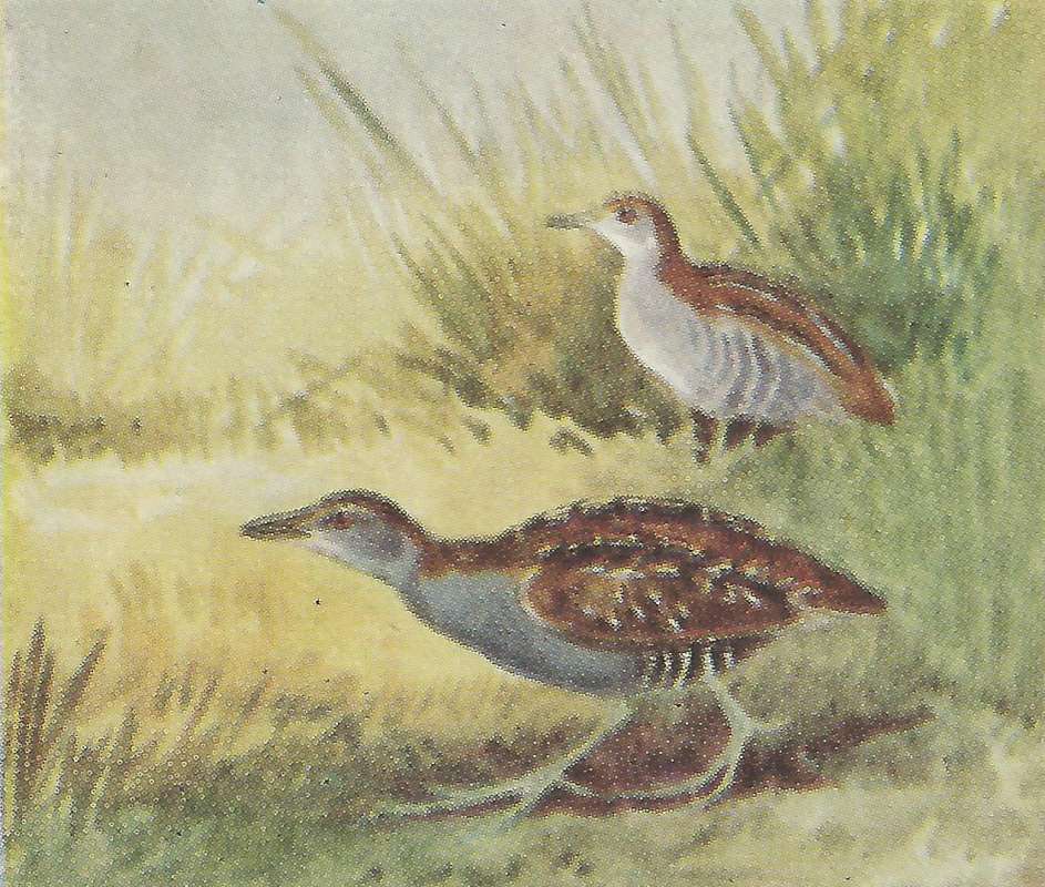 Two Examples<br>(Origin of the Specimen: Color Painting - East Africa)