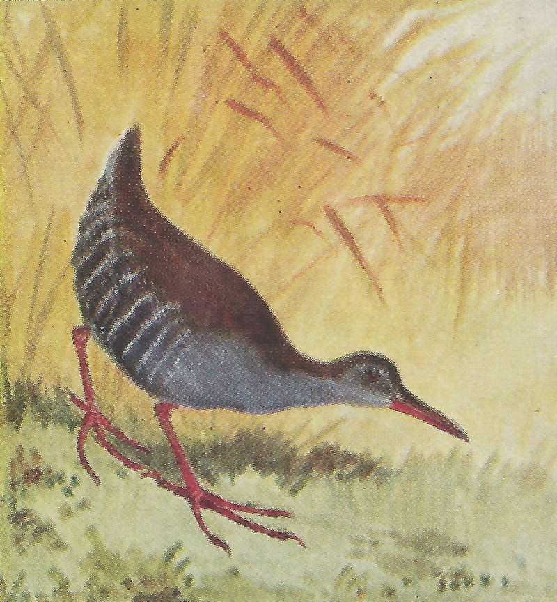 Standing - Side View<br>(Origin of the Specimen: Color Painting - East Africa Book)