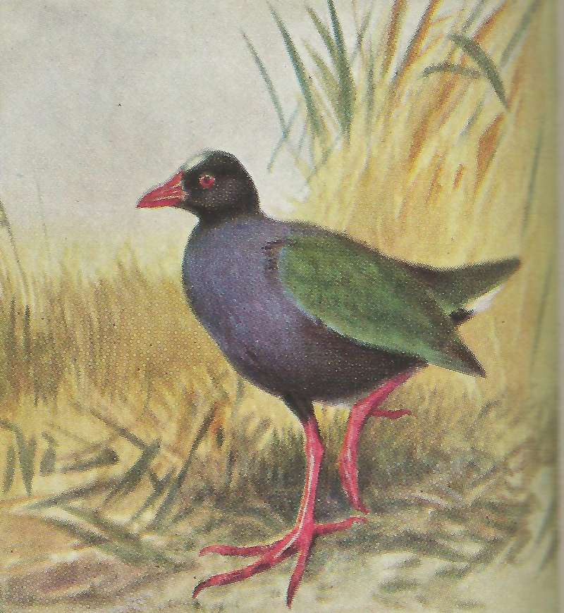 Standing on Ground - Showing Purple Body<br>(Origin of the Specimen: Color Painting - East Africa Book)