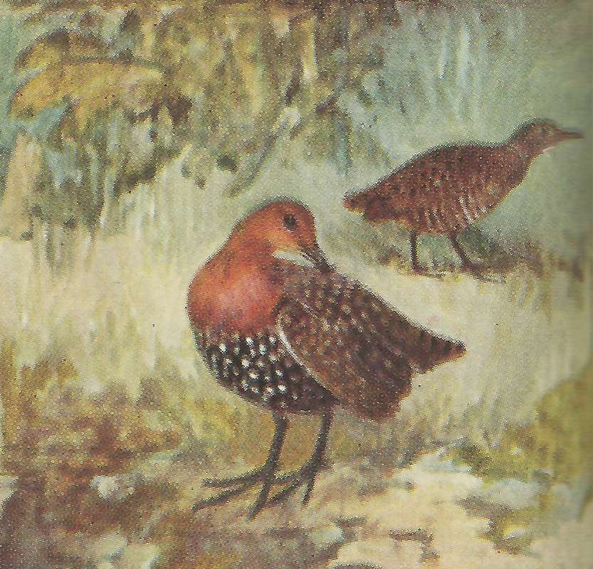 Male on Left,  Female in Right Rear<br>(Origin of the Specimen: Color Painting - East Africa Book)