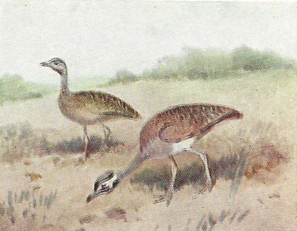 Pair Standing on Ground<br>(Origin of the Specimen: Color Painting - East African Book)