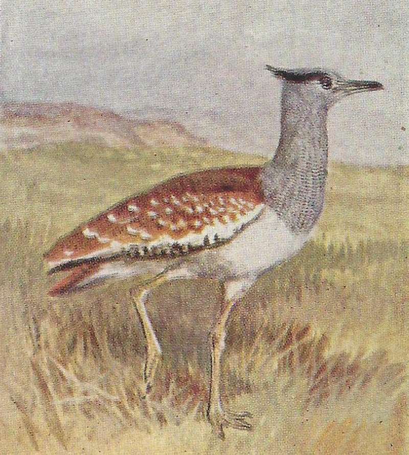 Standing - Side View<br>(Origin of the Specimen: Painting - East Africa)