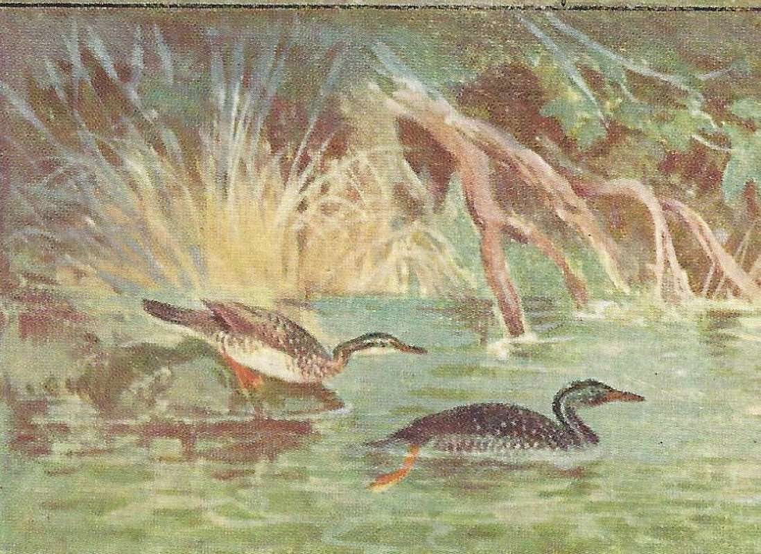 Female on Left, Male on Right<br>(Origin of the Specimen: Color Painting - East African Book)