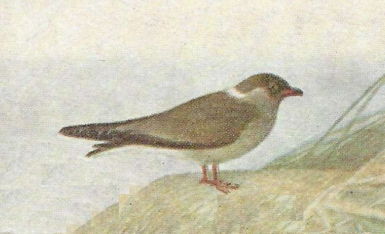 Standing on Shore<br>(Origin of the Specimen: Color Painting - East African Book)