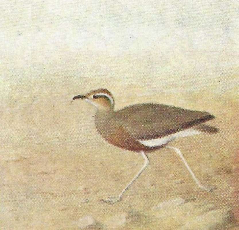 Walking on Land<br>(Origin of the Specimen: Color Painting - African Book)