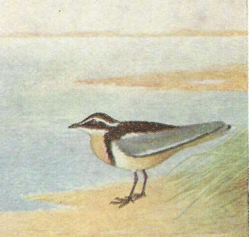 Standing Near Shore<br>(Origin of the Specimen: Color Painting - East African Book)