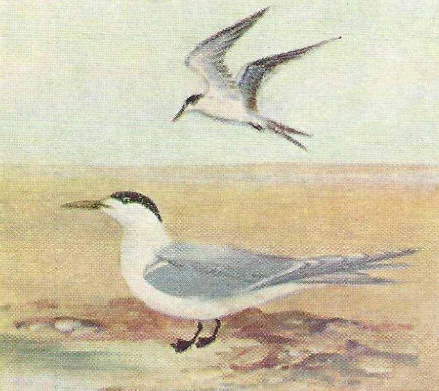 Color Painting -  Standing and in Flight<br>(Origin of the Specimen: East African Book - Color Painting)