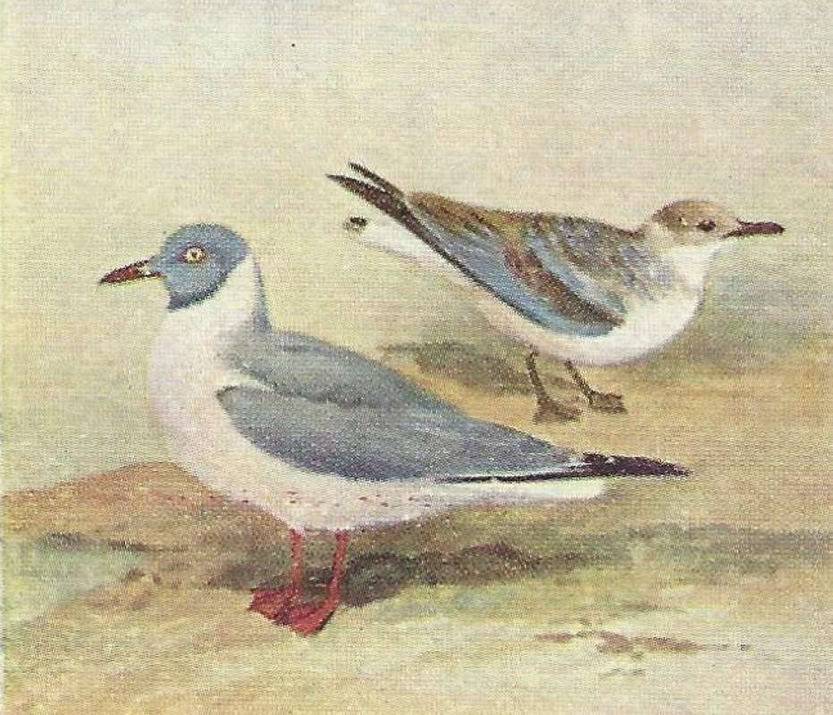 Two Forms - Side View<br>(Origin of the Specimen: Color Painting - East Africa Book)