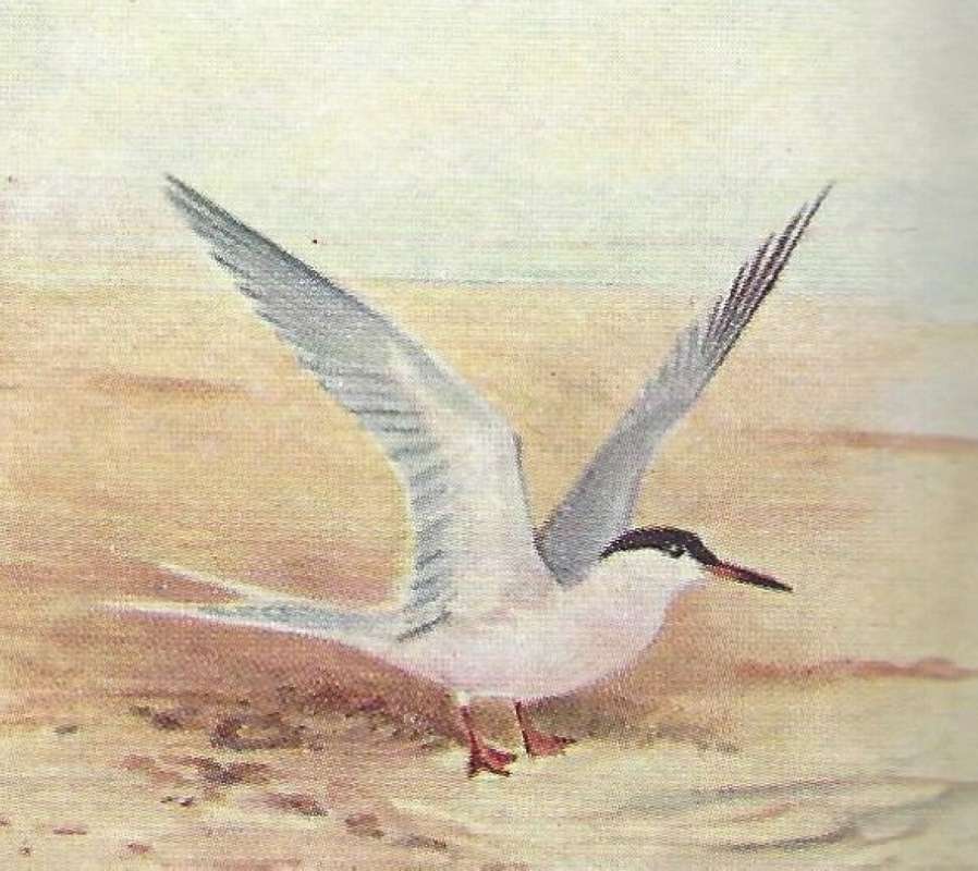 Standing - Wings Up<br>(Origin of the Specimen: Color Painting - East African Book)