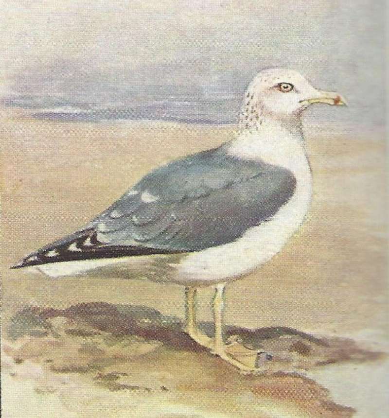 Standing - Side View<br>(Origin of the Specimen: Color Painting - East African Book)