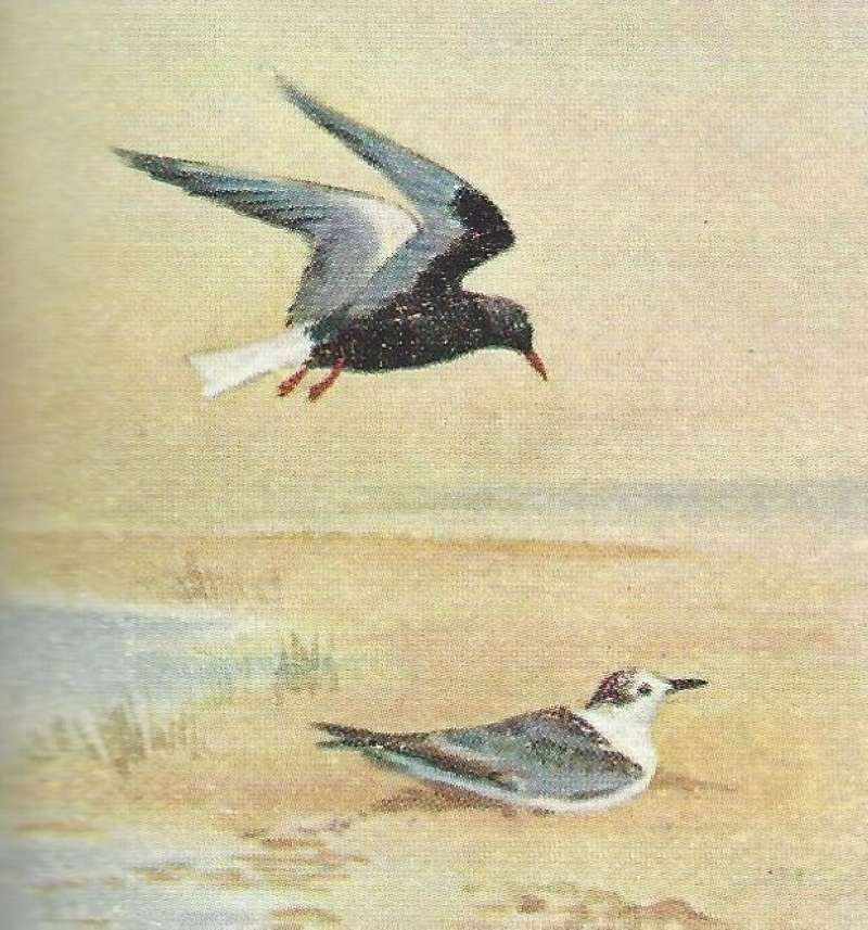 One inf Flight<br>(Origin of the Specimen: Color Painting - East African Book)
