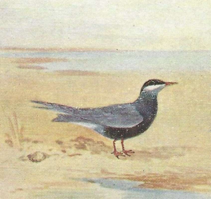 Standing - Side View<br>(Origin of the Specimen: Color Painting - East African Book)