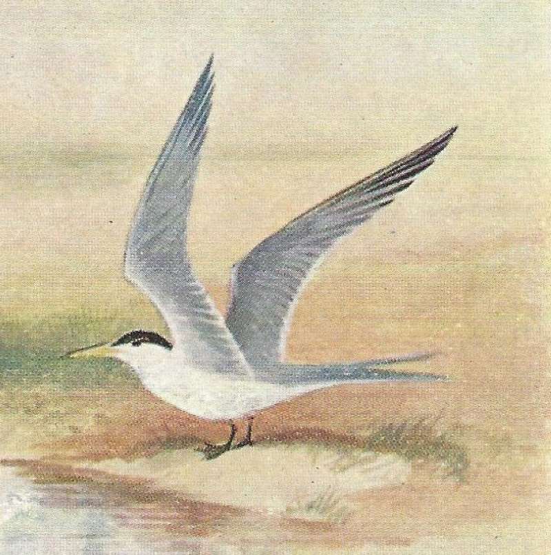 Standing - Wings Up<br>(Origin of the Specimen: Color Painting - East frican Book)