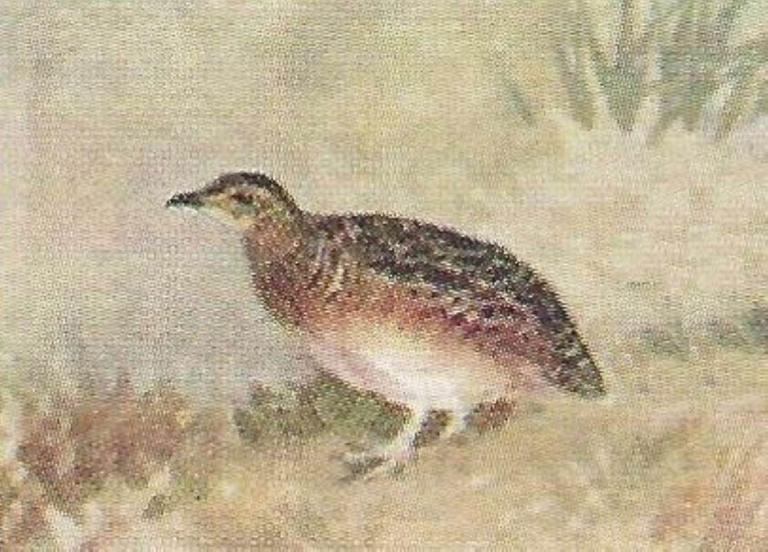 In Prairie<br>(Origin of the Specimen: Color Painting - East African Book)