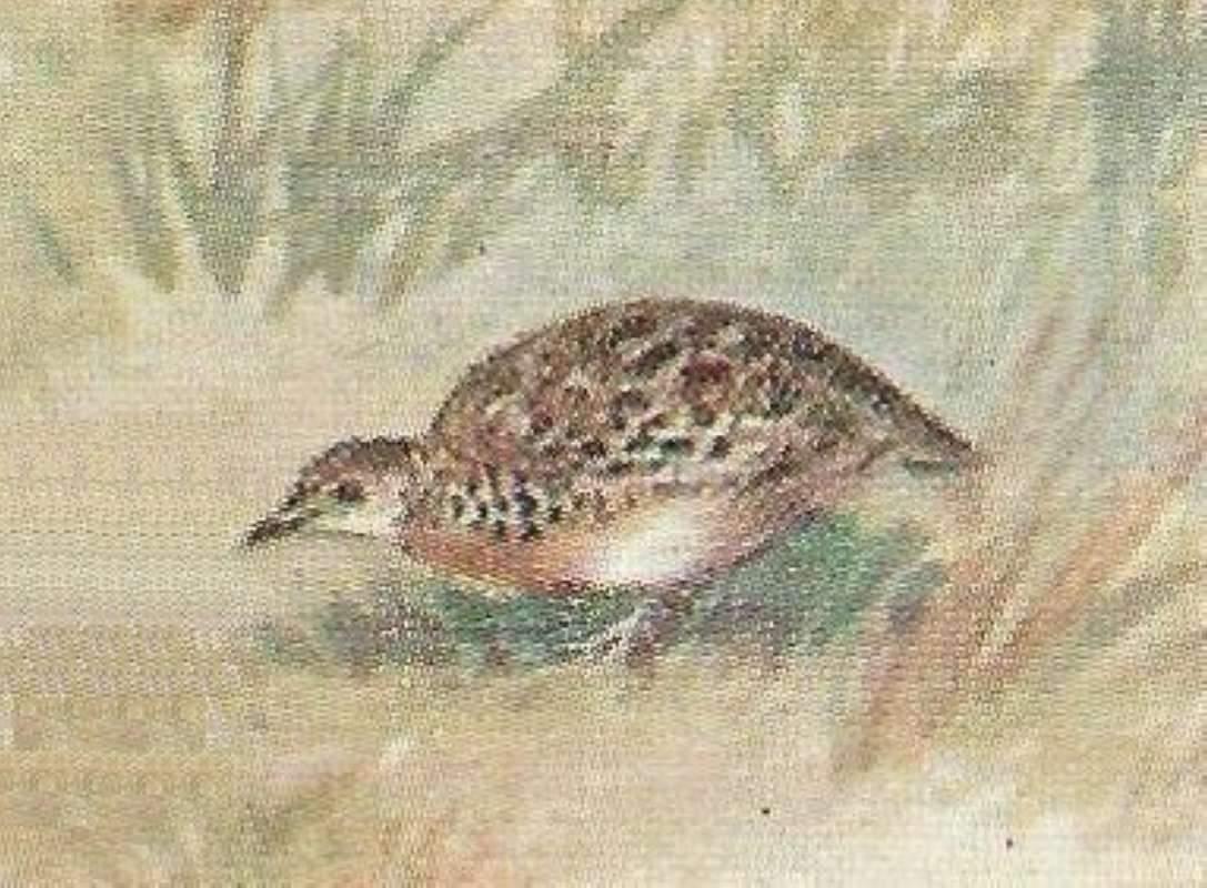 Standing in Grass<br>(Origin of the Specimen: Color Painting - East Africa Book)