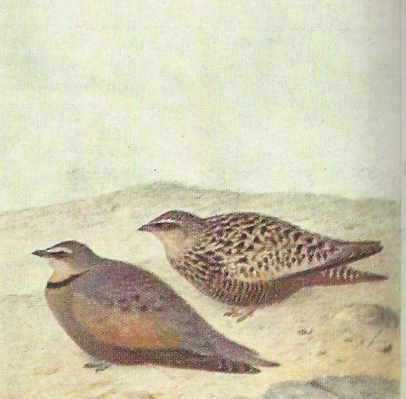 Pair - Male in Front<br>(Origin of the Specimen: Color Image - East African Book)
