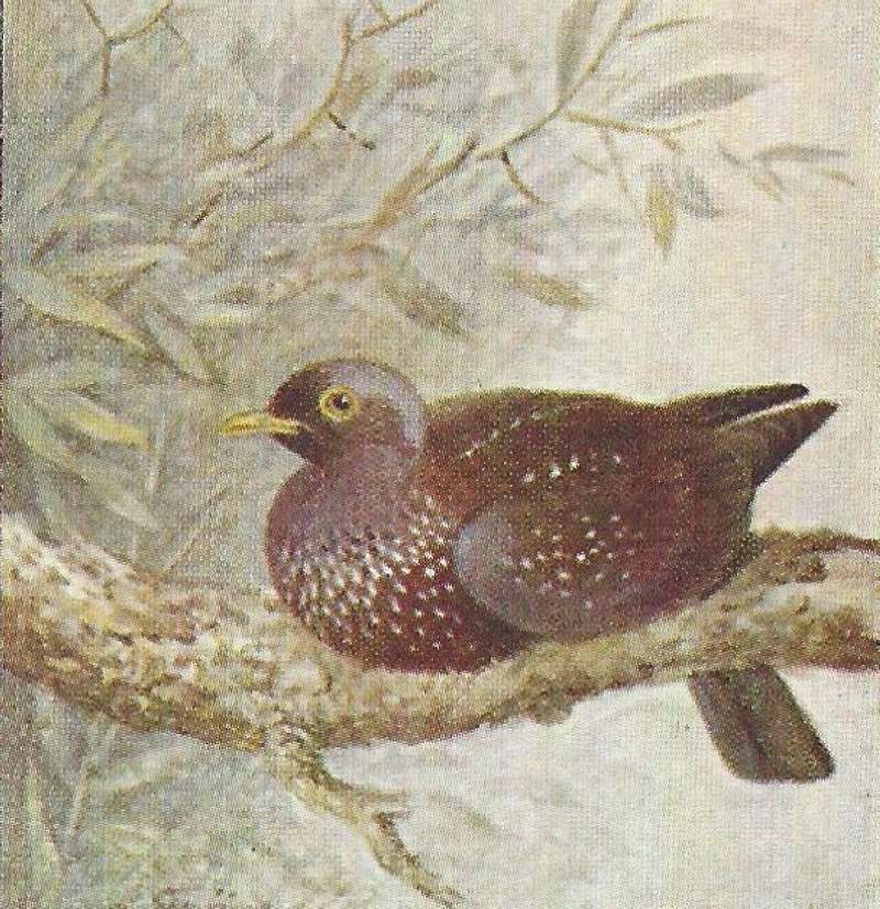 Resting on Brnach - Angle View<br>(Origin of the Specimen: Color Image, East African Book)