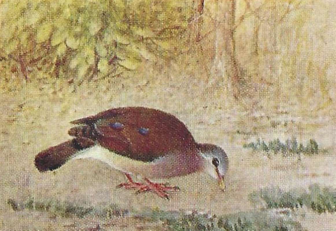 On Ground - Feeding<br>(Origin of the Specimen: Color Painting - East Africa Book)