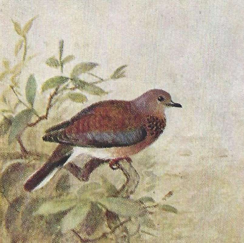 Side View<br>(Origin of the Specimen: Color Painting - East Africa Book)