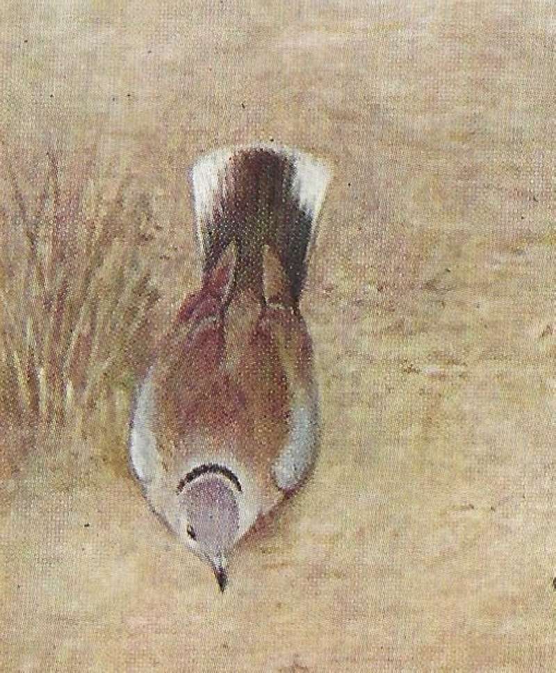Dorsal View Showing Back and Tail<br>(Origin of the Specimen: Color painting - East Africa Book)