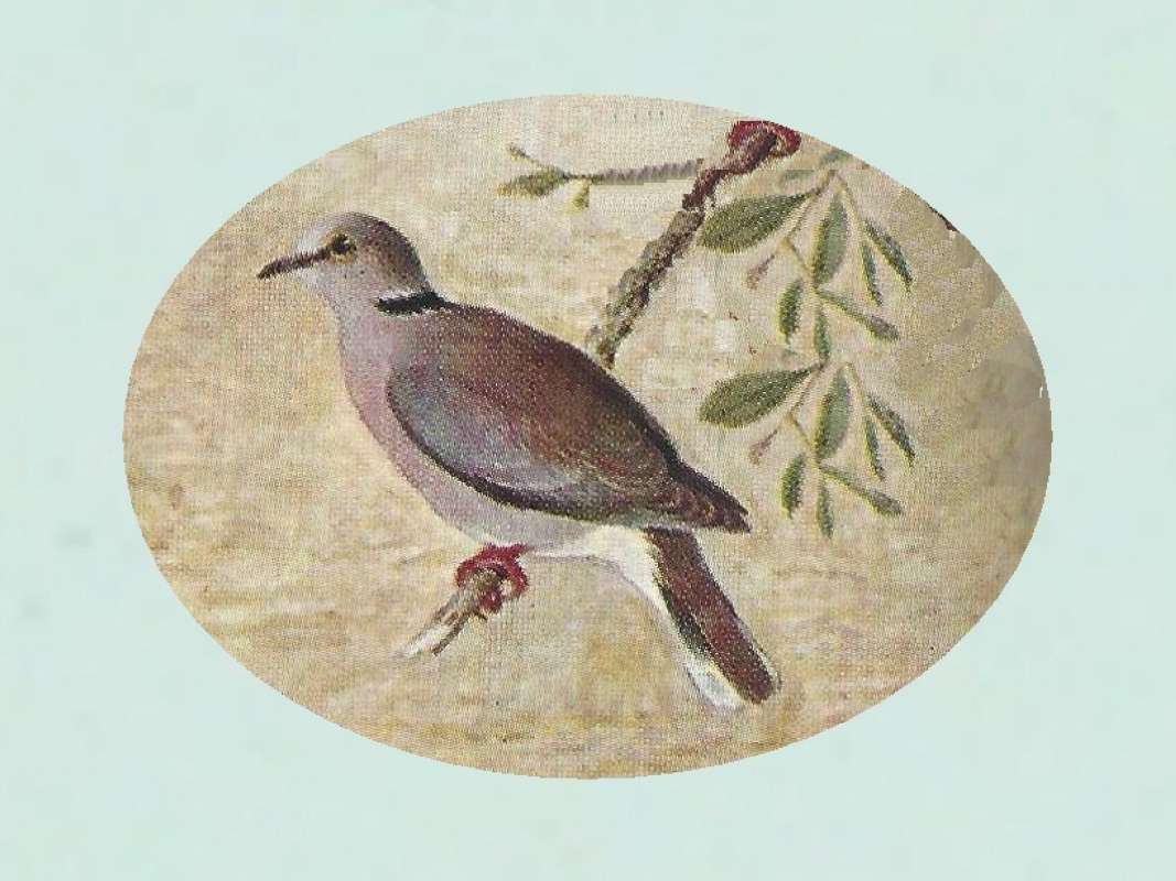 Side View - Perched on Branch<br>(Origin of the Specimen: Color Painting - East African Book)