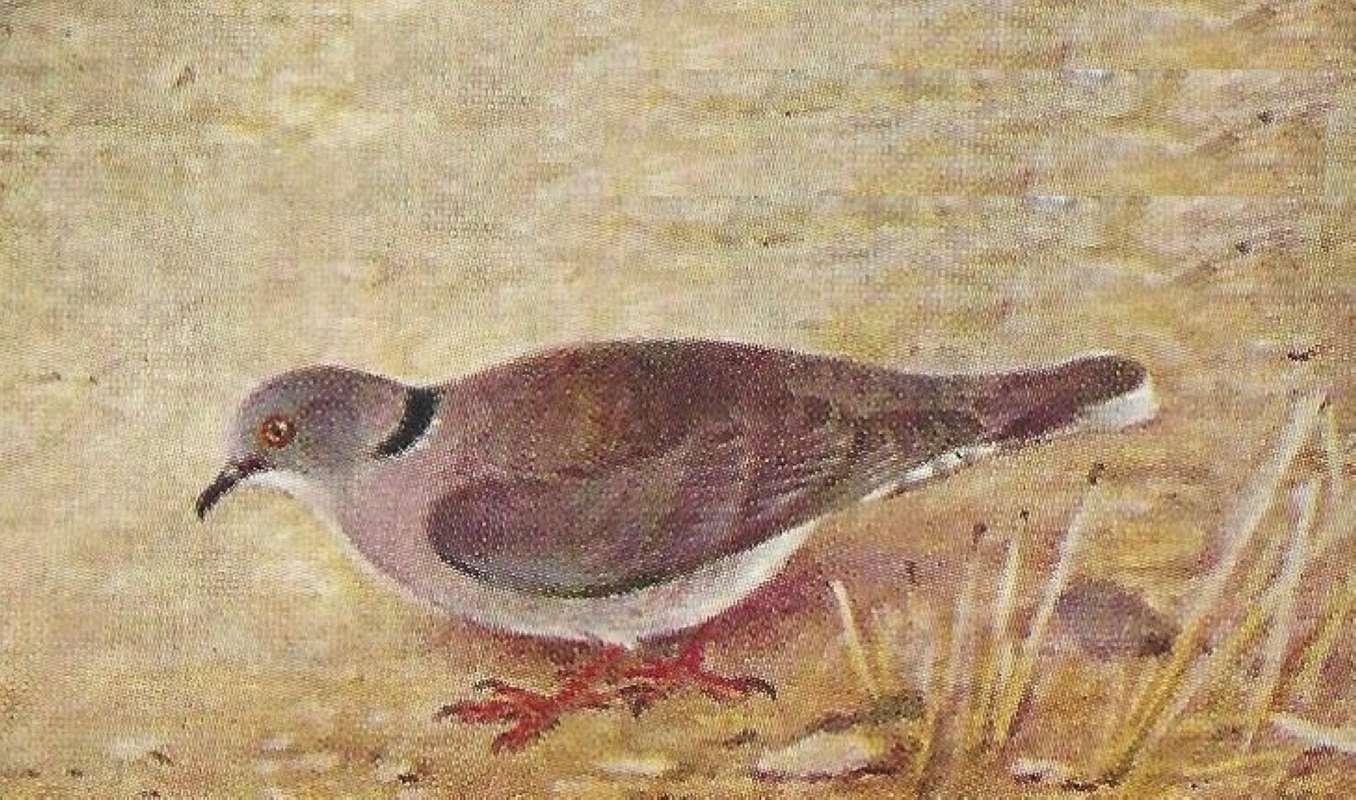 Side View on Ground<br>(Origin of the Specimen: East African Book- Color Painting)