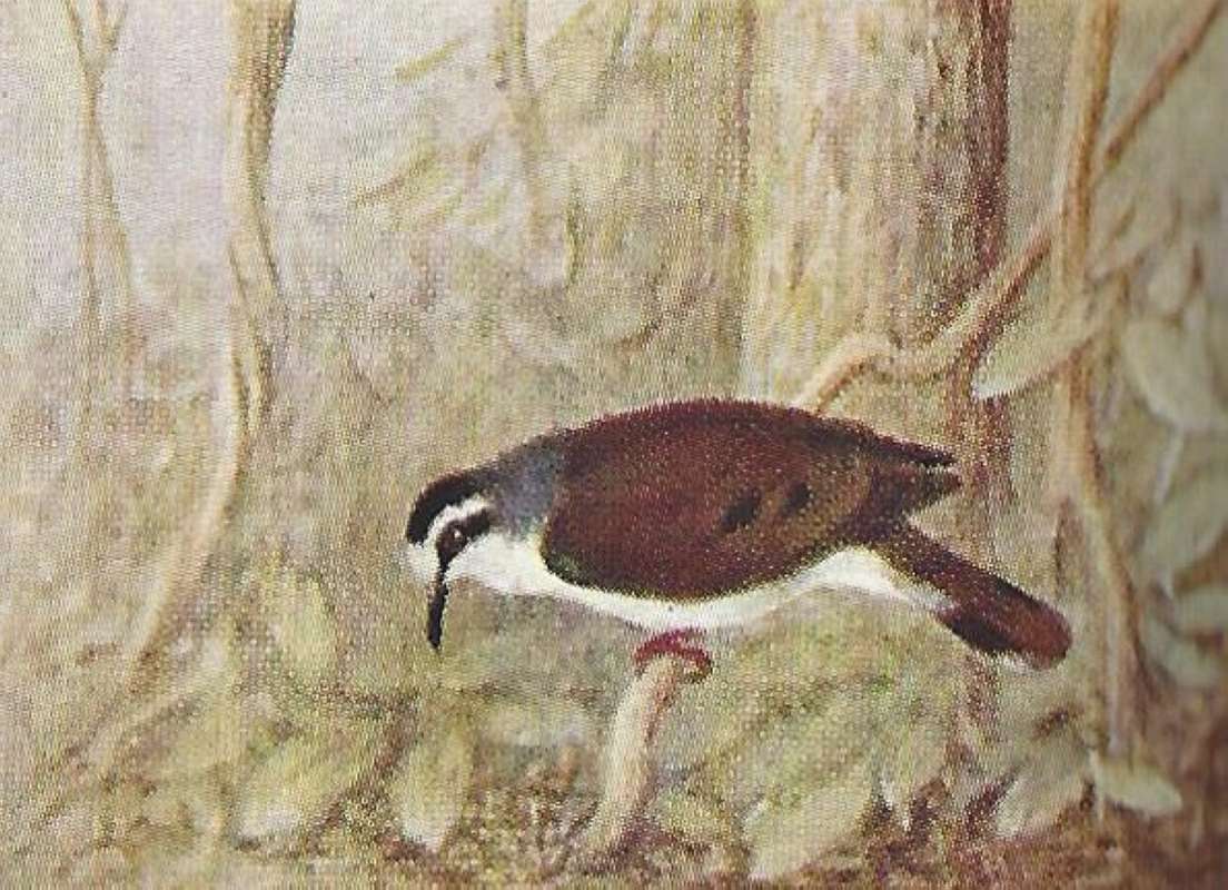 Side View on Branch<br>(Origin of the Specimen: Color Painting - East Africa Book)