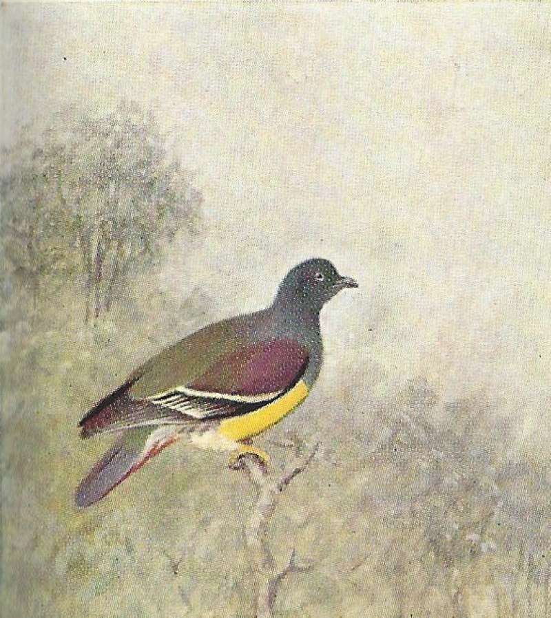 Side View Perched on Twig<br>(Origin of the Specimen: Color Painting - East Africa Book)