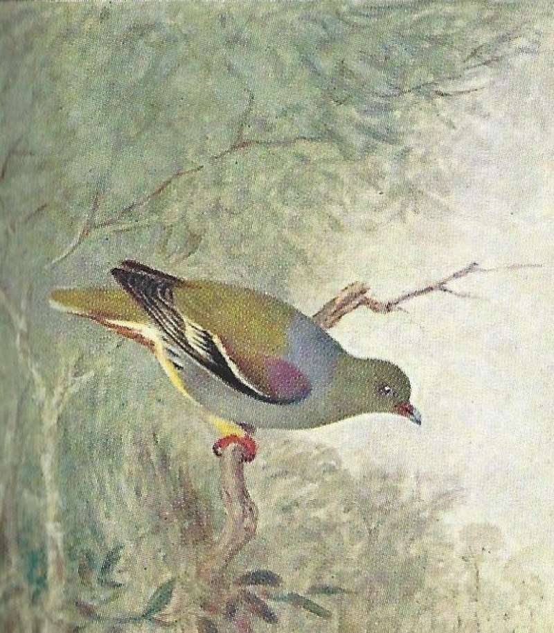 Side View Perched on Branch<br>(Origin of the Specimen: Color Painting - East Africa Book)