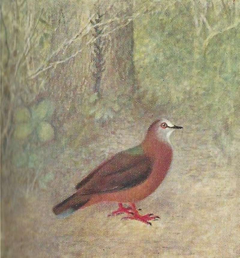 Standing on Ground<br>(Origin of the Specimen: East African Book - Color Image)