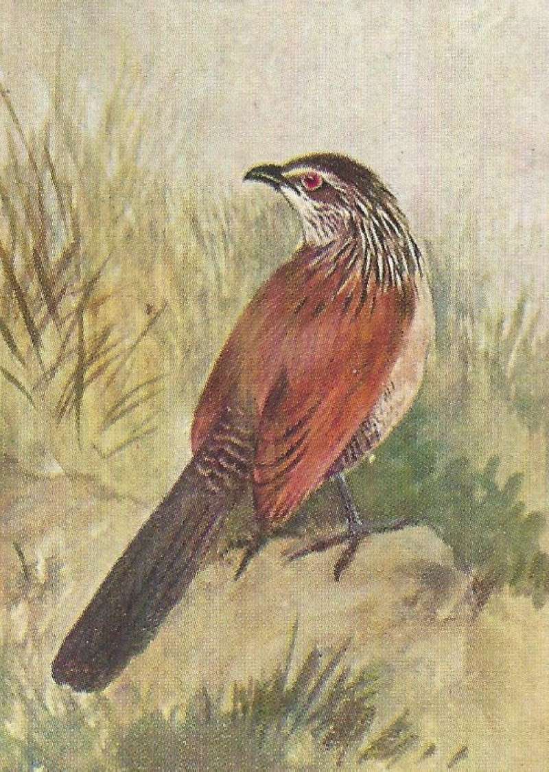 Back View with Turned Head<br>(Origin of the Specimen: Color Painting - East African Book)