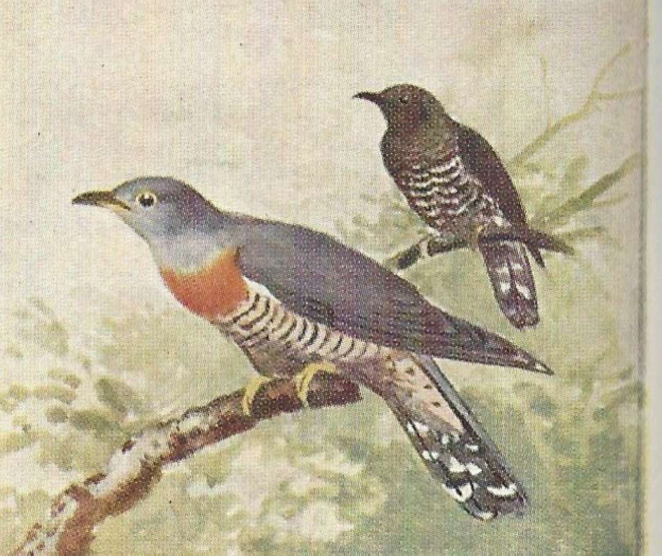 Two on Twig - Male in Front, Young in Rear<br>(Origin of the Specimen: Color Painting - East African Book)
