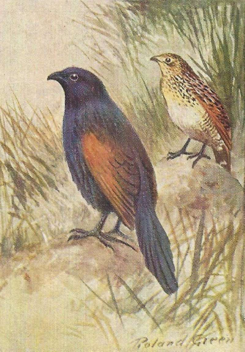 Male - Left Front<br>(Origin of the Specimen: Color Painting - East African Book)