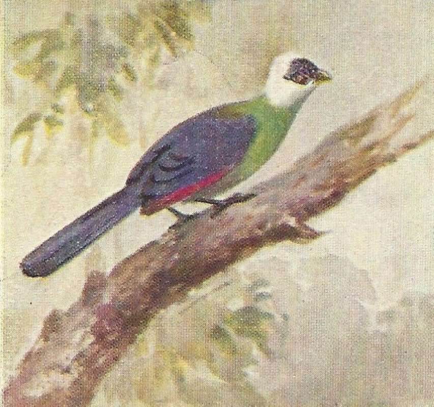 Side View Perched on Branch<br>(Origin of the Specimen: Color Painting - East African Book)
