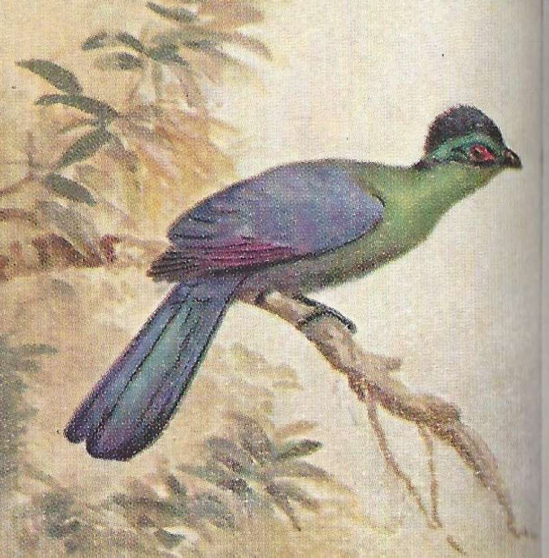 Side View Showing Long Tail and High Crest<br>(Origin of the Specimen: Color Painting - East African Book)