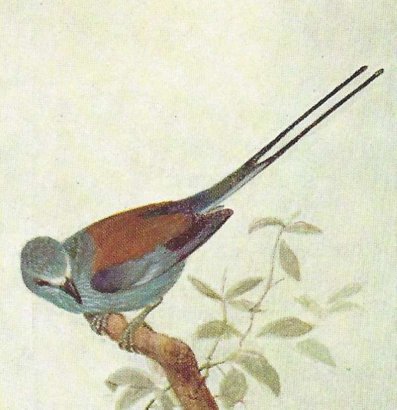 Perched Showing Cap and Side View<br>(Origin of the Specimen: Color Painting - East African Book)