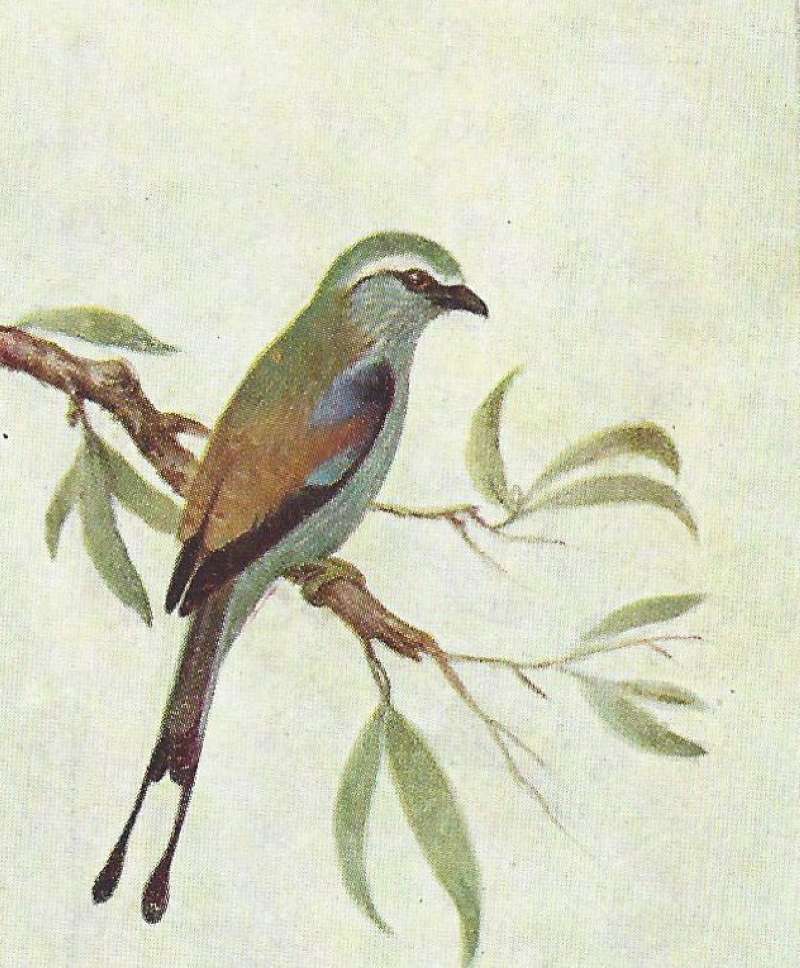 Side View - Showing Spatulate Tail<br>(Origin of the Specimen: Color Painting - East African Book)