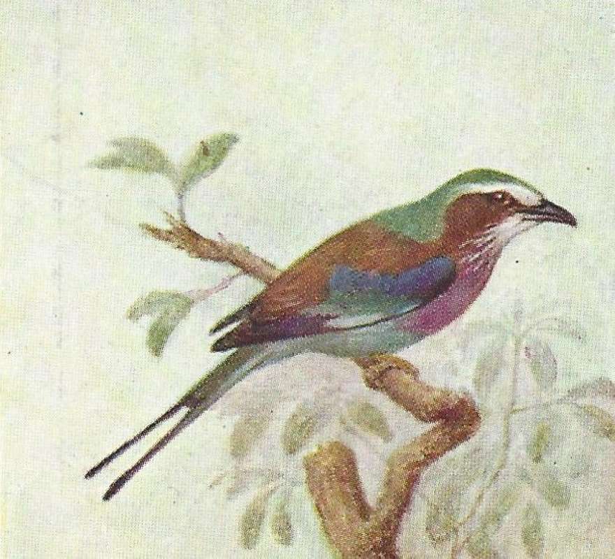 Side View Showing Short Streamers<br>(Origin of the Specimen: Color Painting - East African Book)
