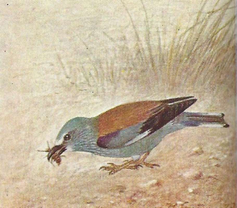 Side View on Ground<br>(Origin of the Specimen: Color Painting - East African Book)