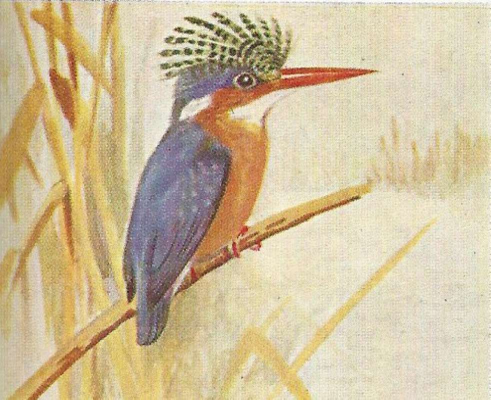 Perched with Crest Spread<br>(Origin of the Specimen: Color Painting - East African Book)