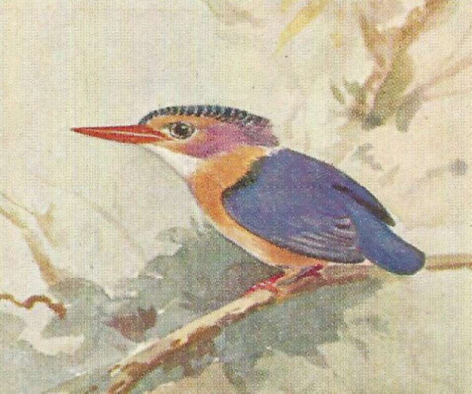 Side View Showing Orange Upper Breast<br>(Origin of the Specimen: Color Painting - East African Book)
