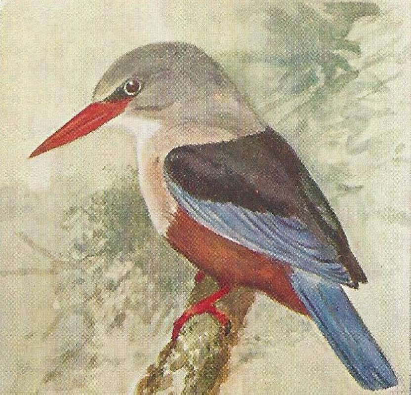 Perched Showing Dark Brown Lower Breast<br>(Origin of the Specimen: Color Painting - East African Book)
