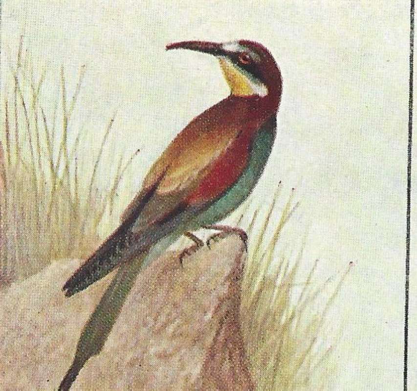 Side View, Twisted Head<br>(Origin of the Specimen: Color Painting - East African Book)