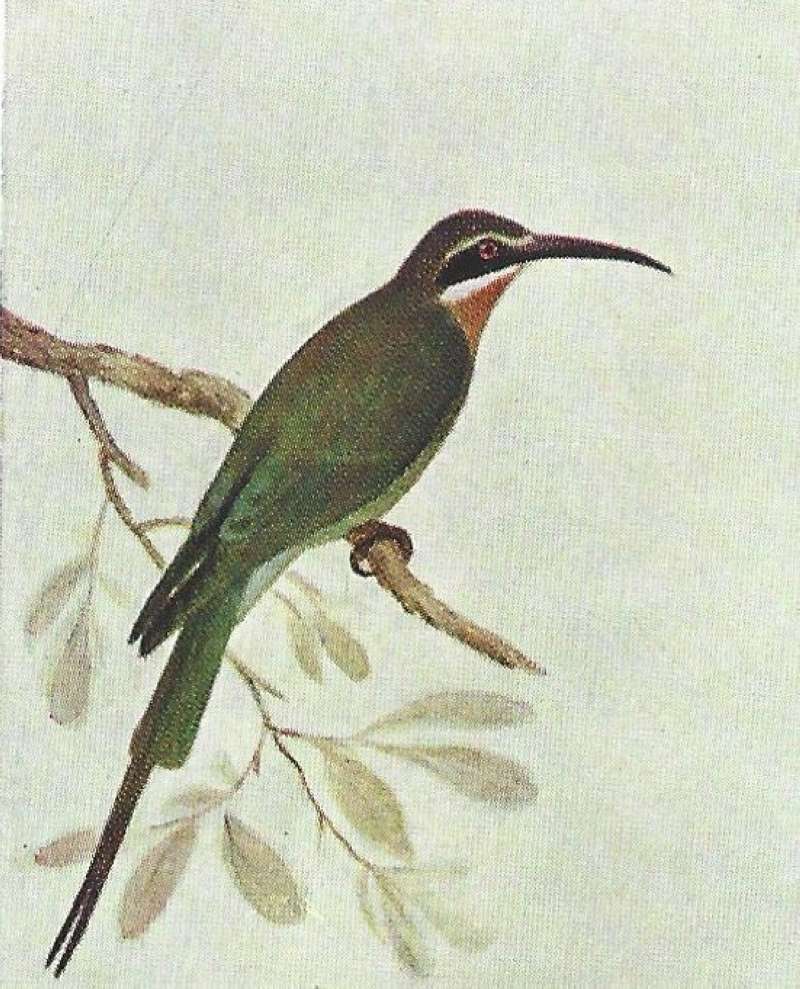 Side View on Branch<br>(Origin of the Specimen: Color Painting - East African Book)