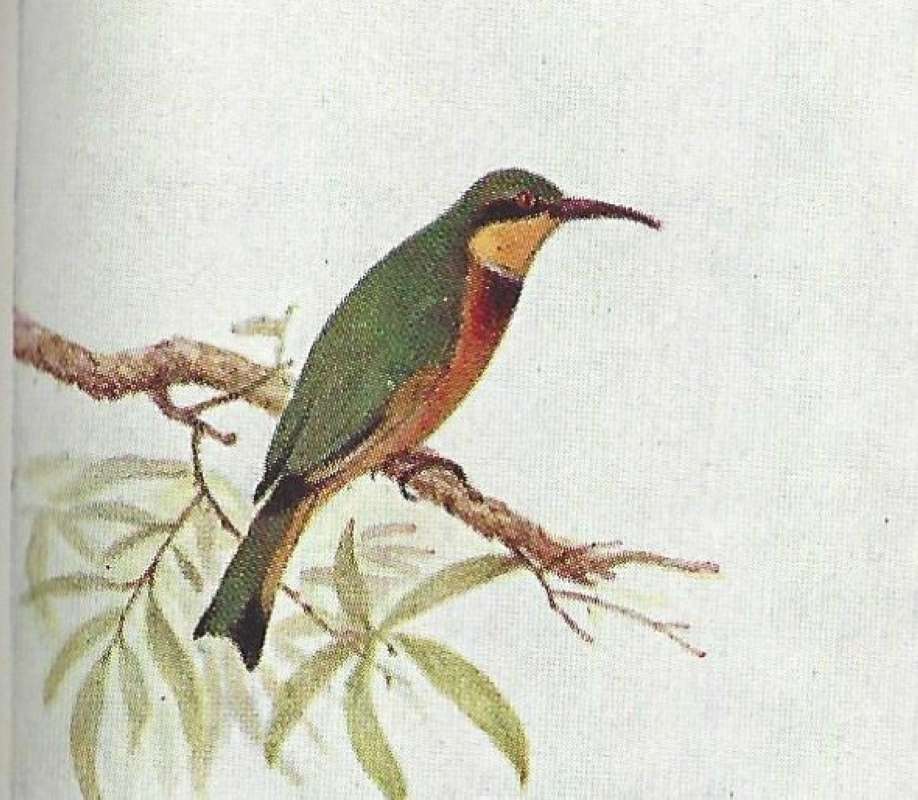 Perched Side View<br>(Origin of the Specimen: Color Painting - East African Book)
