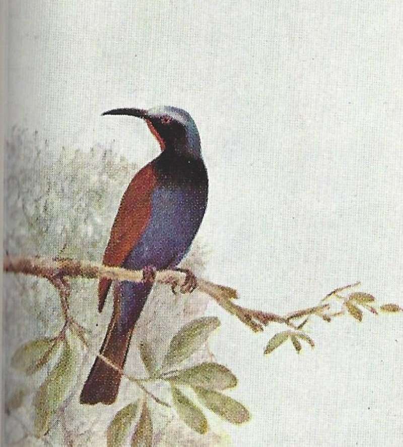 Side View - Showing Brown Wings<br>(Origin of the Specimen: Color Painting - East African Book)
