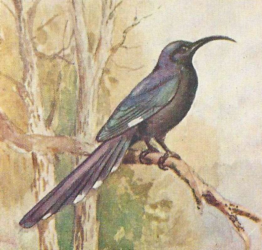 Side View - Perched - Dark Bill<br>(Origin of the Specimen: Color Painting - East African Book)