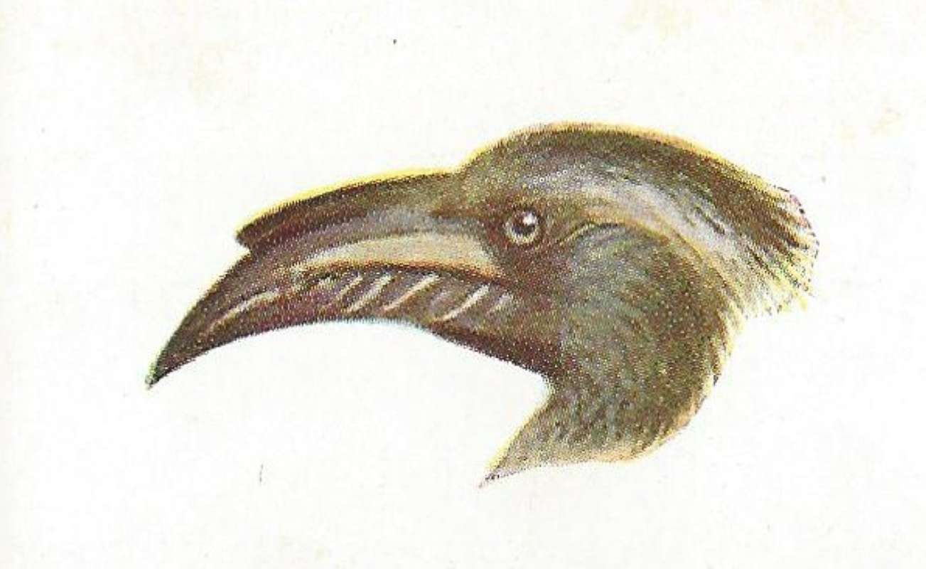 Side View of Face and Bill - Male<br>(Origin of the Specimen: Painting - East African Book)