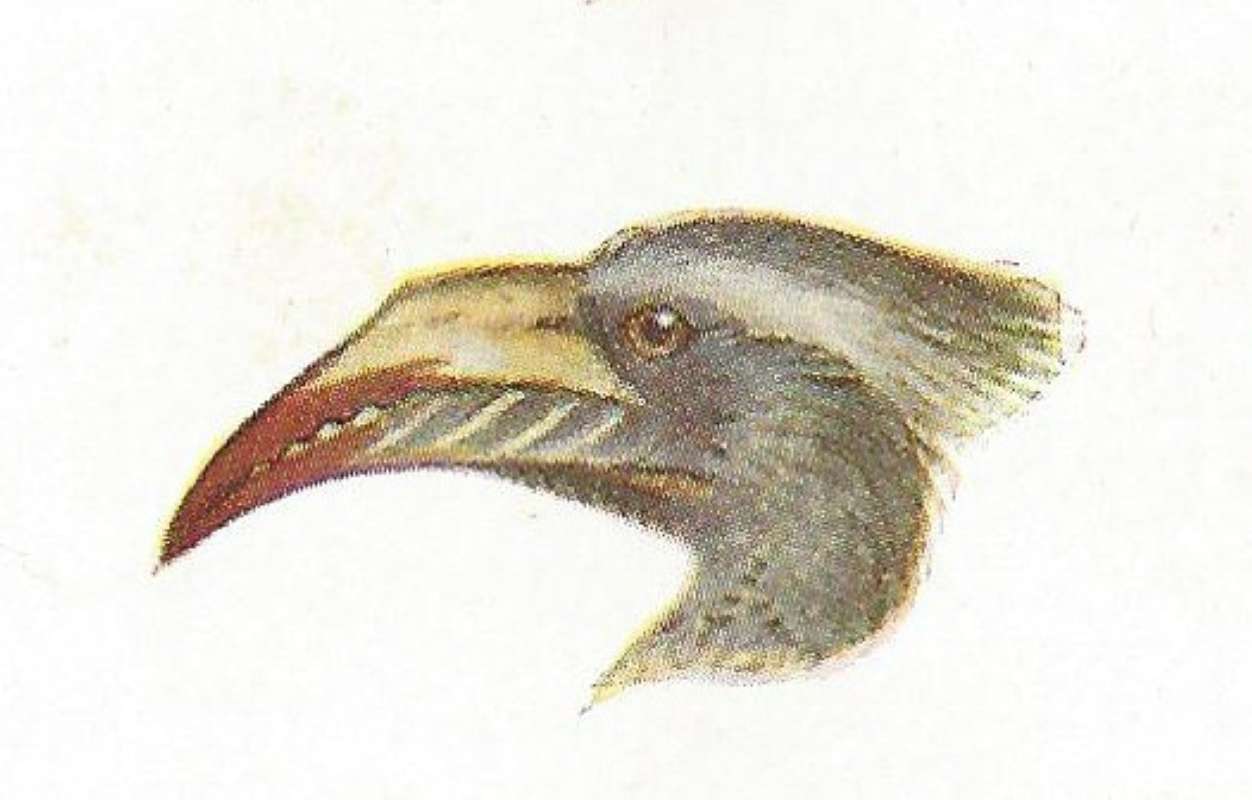 Side View of Face and Bill - Female<br>(Origin of the Specimen: Painting - East African Book)